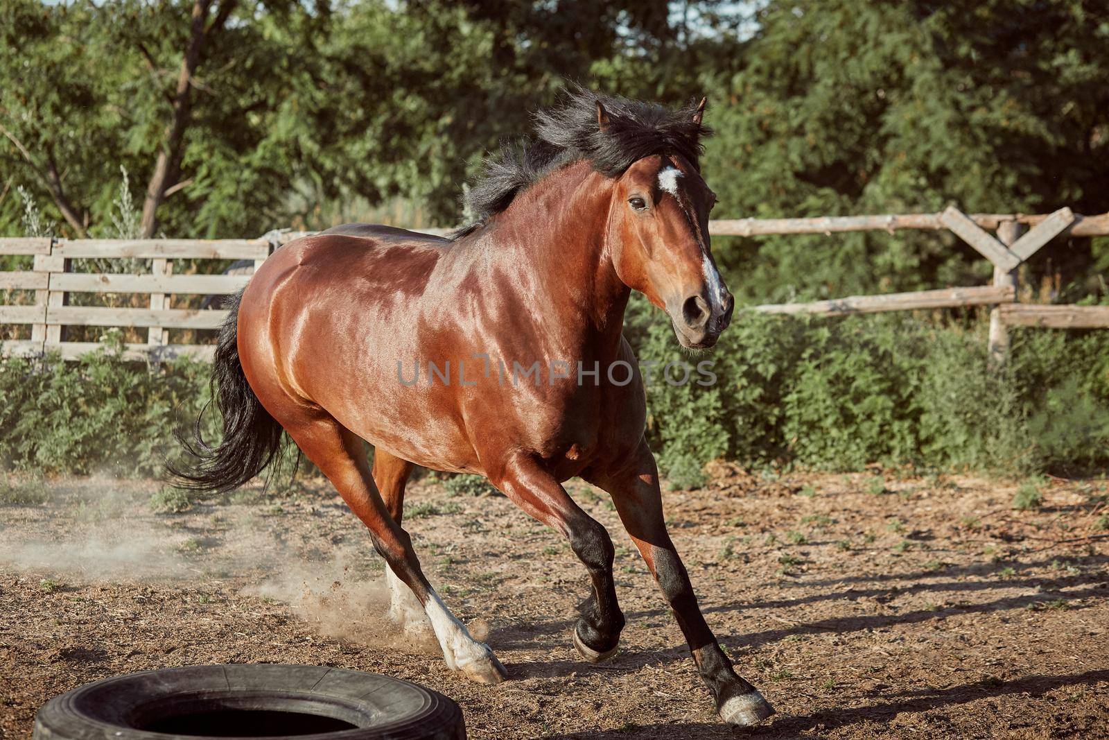 Horse running in the paddock on the sand in summer by nazarovsergey