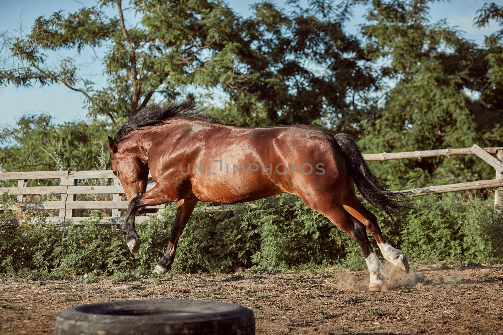 Horse running in the paddock on the sand in summer. Animals on the ranch.