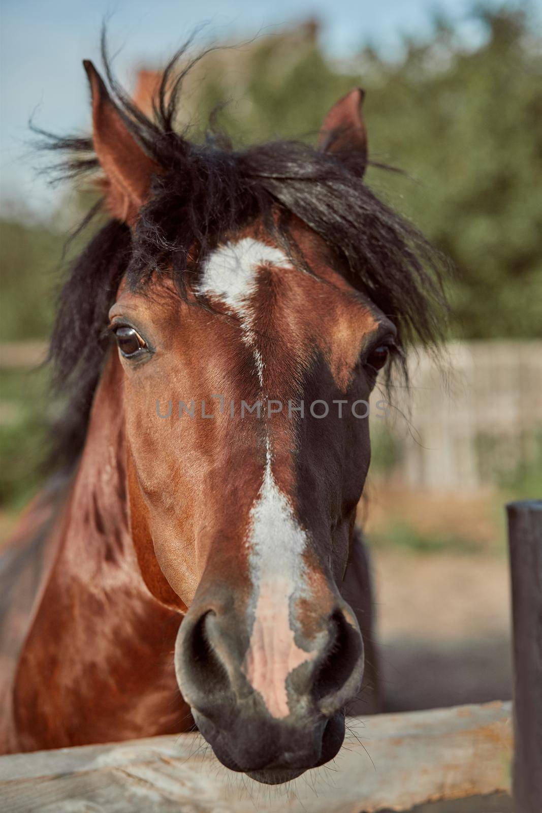 Beautiful brown horse, close-up of muzzle, cute look, mane, background of running field, corral, trees by nazarovsergey