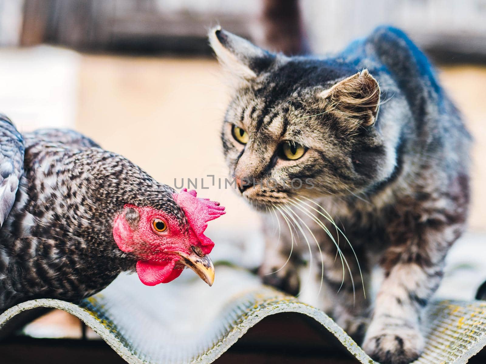 Super close-up portrait of chicken on home farm. Livestock, housekeeping organic agriculture concept. Hen with red scallop looking to camera, cat sniffs a hen