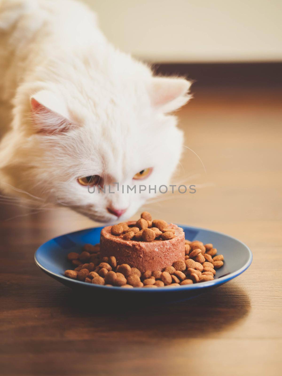 White furry cat eats with pleasure dry and canned food. Scottish Highland straight. by kristina_kokhanova