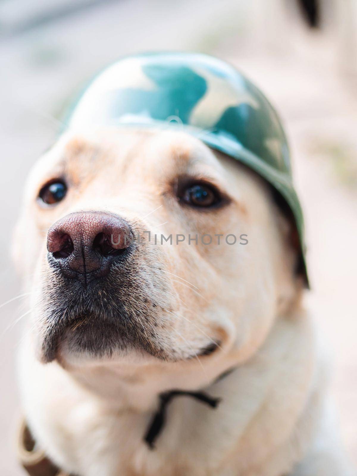 Beautiful adult golden labrador dog in military helmet. Doggy smiling. He's feeling hot at summer. Trained war dog