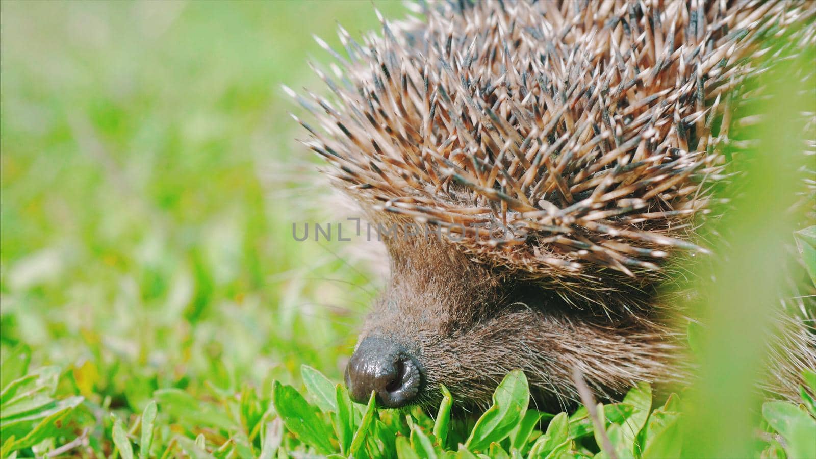 Sweet hedgehog in nature background. Natural light. Close up view.