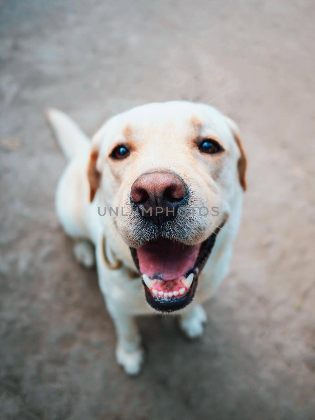 Beautiful adult golden labrador dog. Doggy smiling. He's feeling hot at summer.