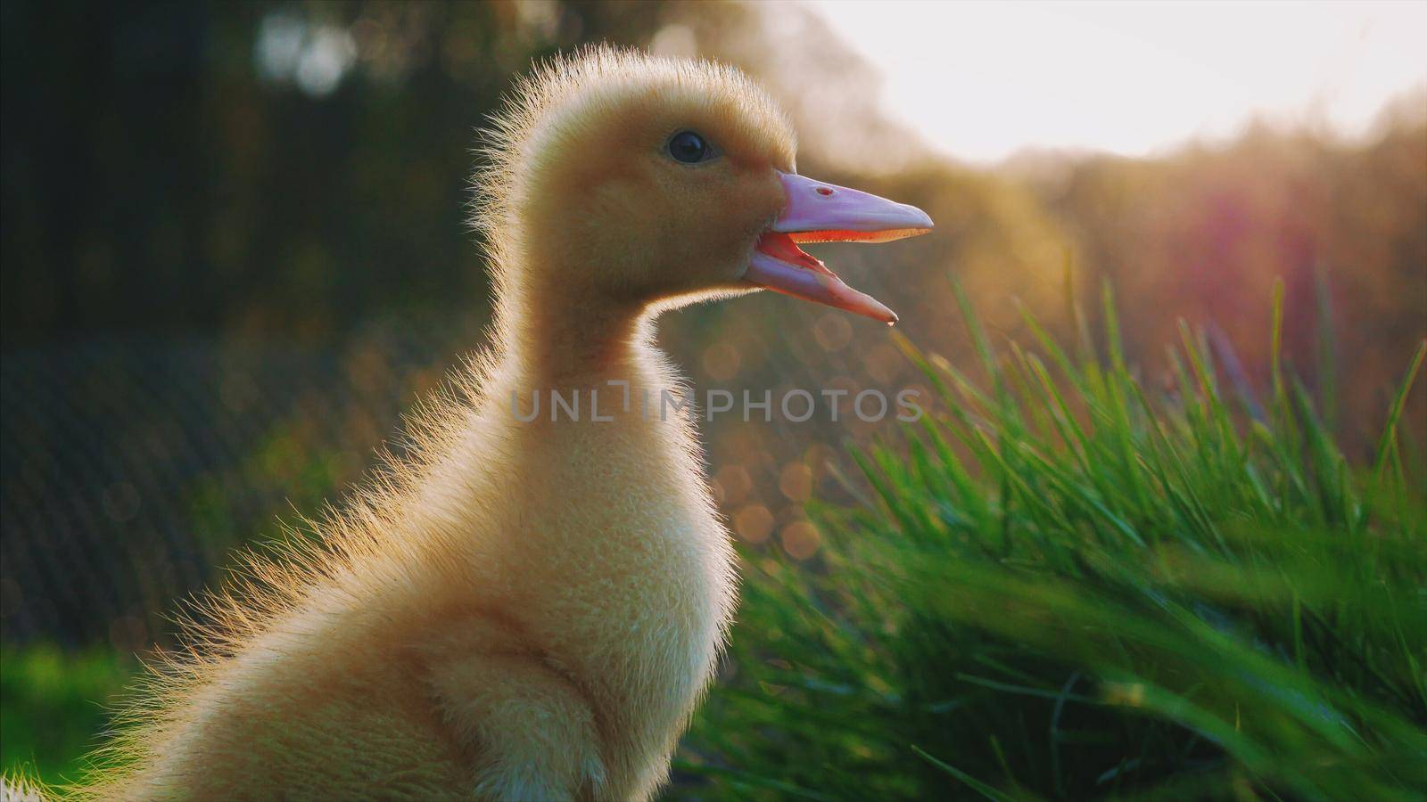 Little yellow duckling on green grass. Funny bird on the farm