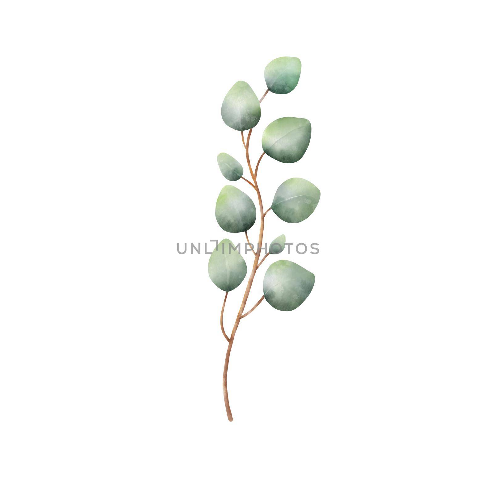 Watercolor Eucaliptus branch drawing. Hand drawn illustration with eucalyptus leaves isolated on white background. Floral herbal image of green plant