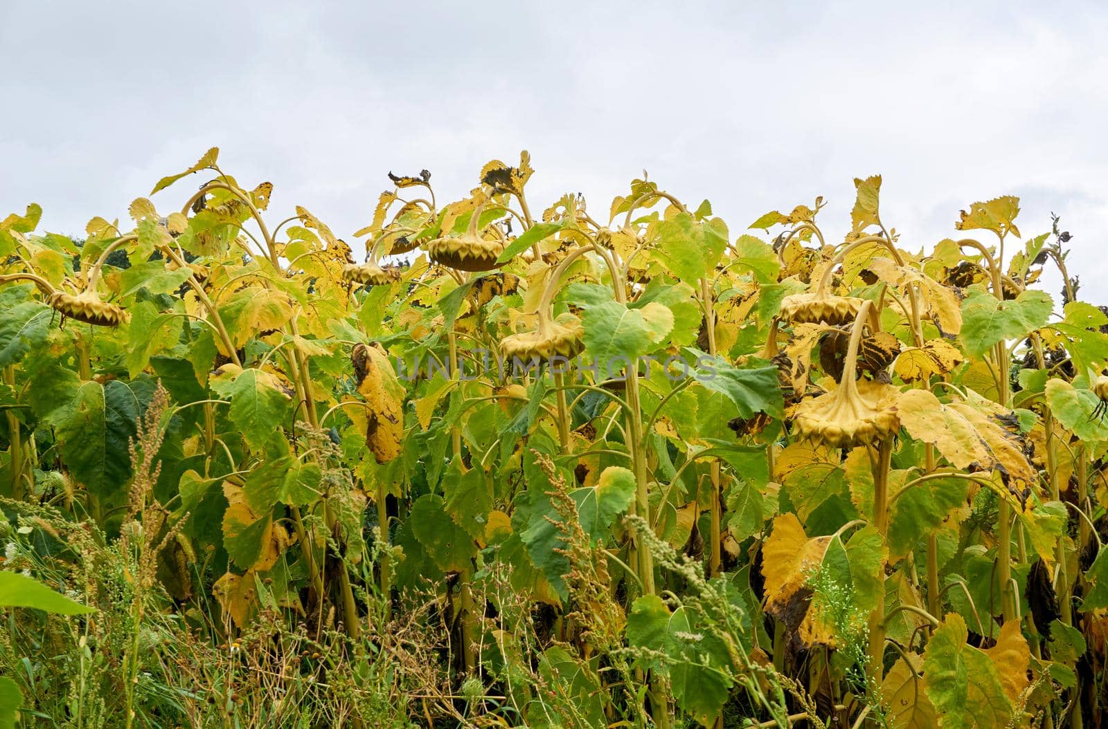 a tall plant with very large golden rayed flowers.cultivated for edible seeds, which are an source of oil and margarine. A ripe sunflower field. a raw material for the production of healthy oil.