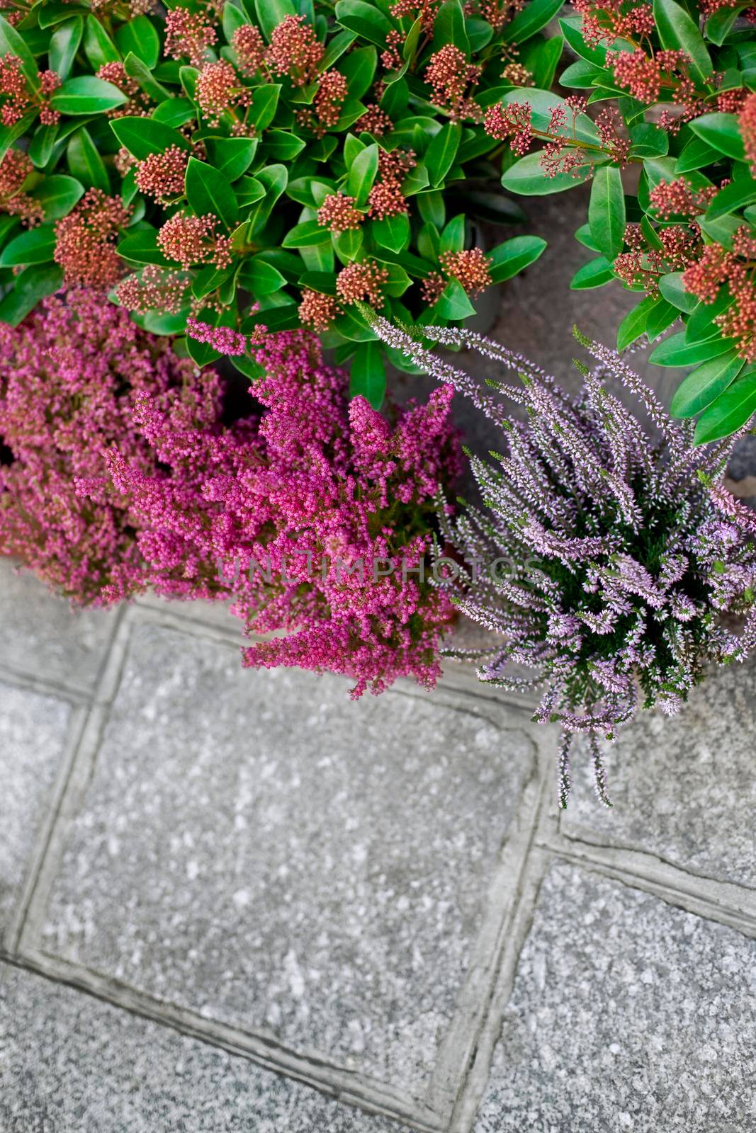 Plants and heather on a paved sidewalk