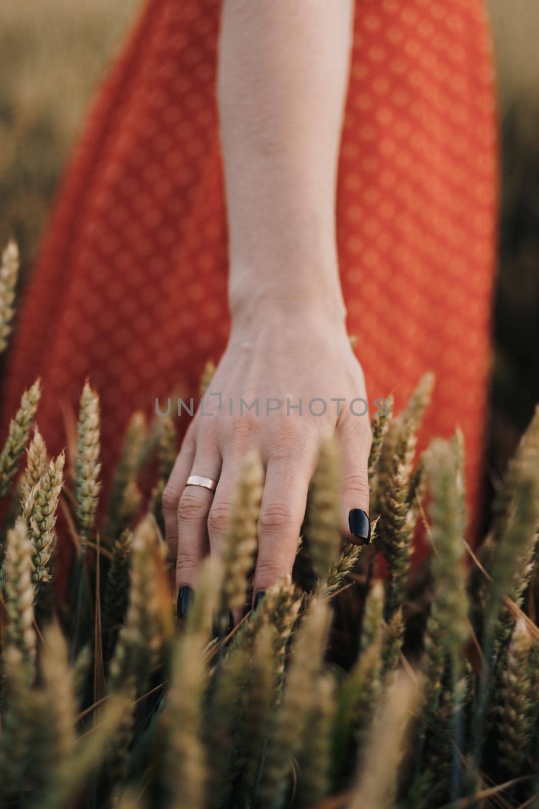 Close up of woman's hand touching wheat in the field by Romvy