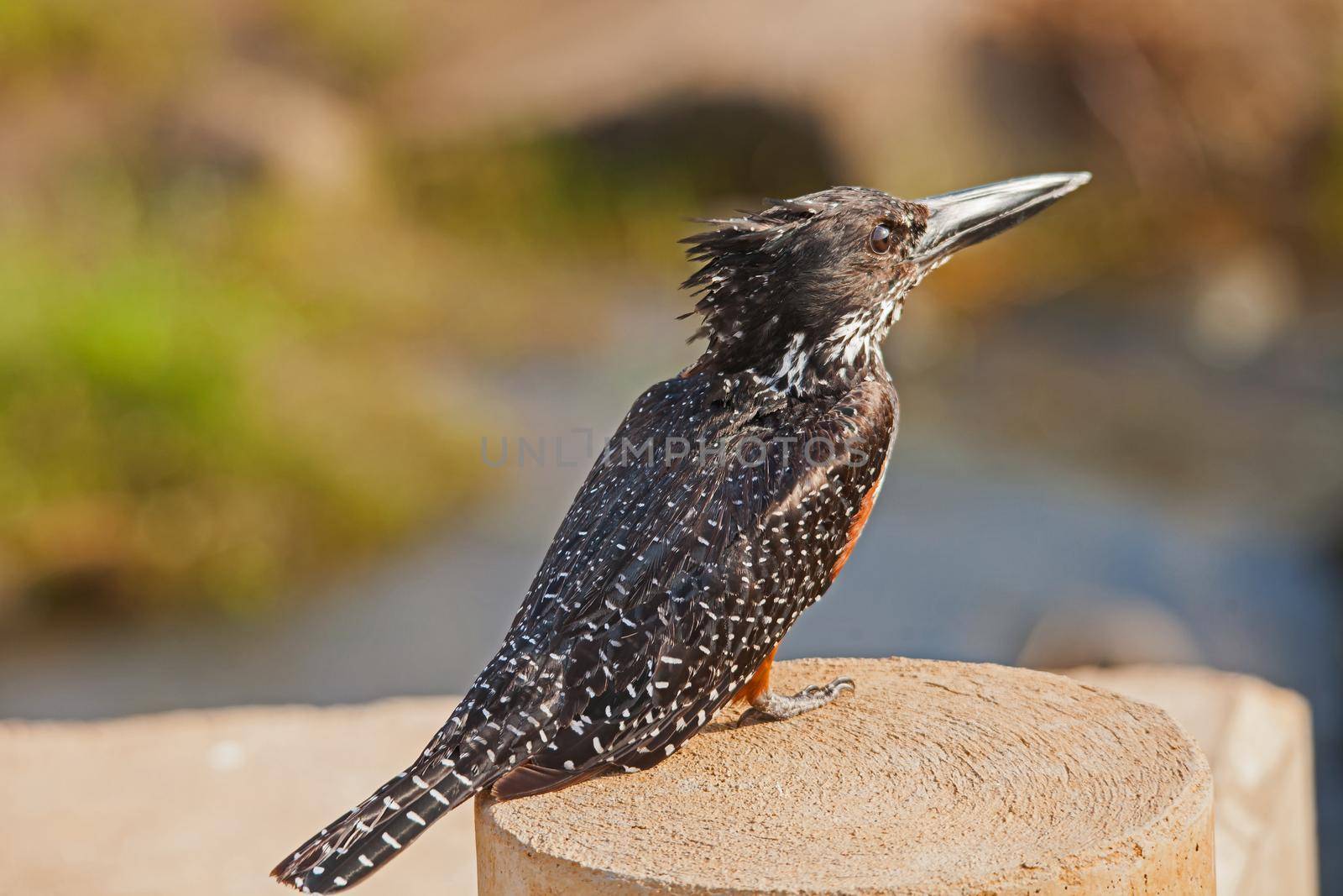 A Giant Kingfisher (Megeceryle maximus) perched on a low bridge in Kruger National Park. South Africa