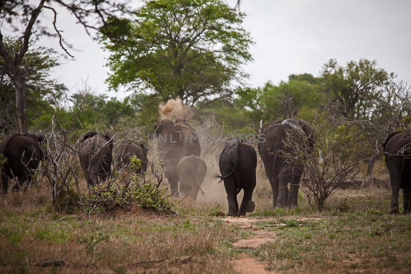 A breeding herd of African Elephant (Loxodonta africana) taking a dust bath while heading away from the water.