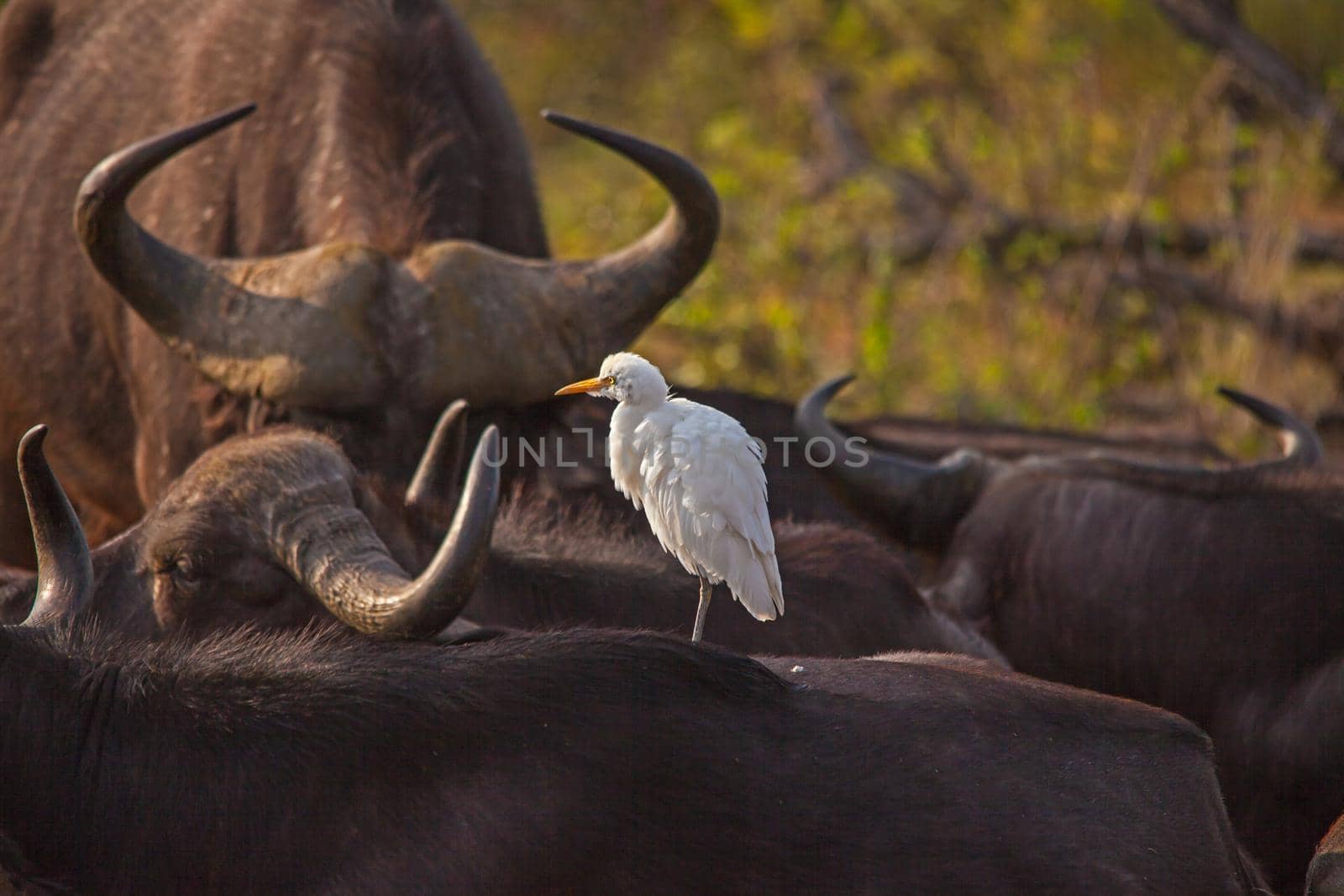 A white Cattle Egret (Bubulcus ibis) catching the first rays of sunight on the back of a sleeping Cape Buffalo (Syncerus caffer) in Kruger National Park. South Africa