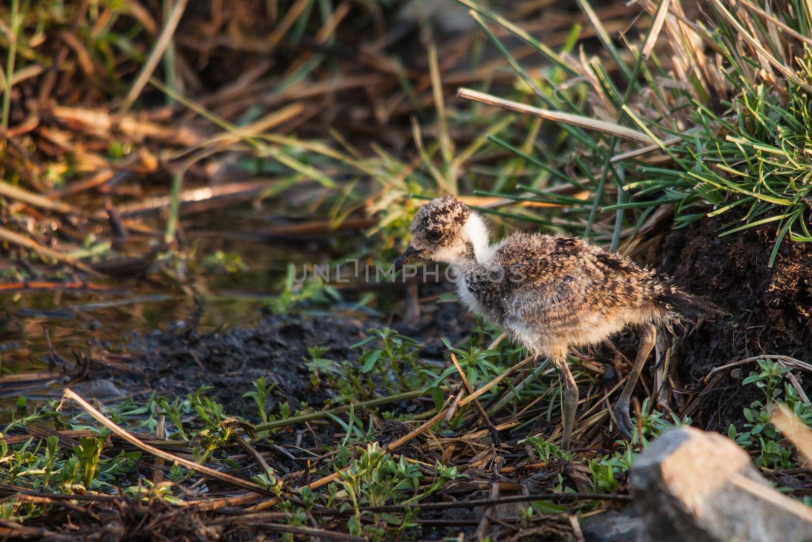 Baby Blacksmith Lapwing (Vanellus armatus) foraging at the edge of a stream in Kruger National Park. South Africa