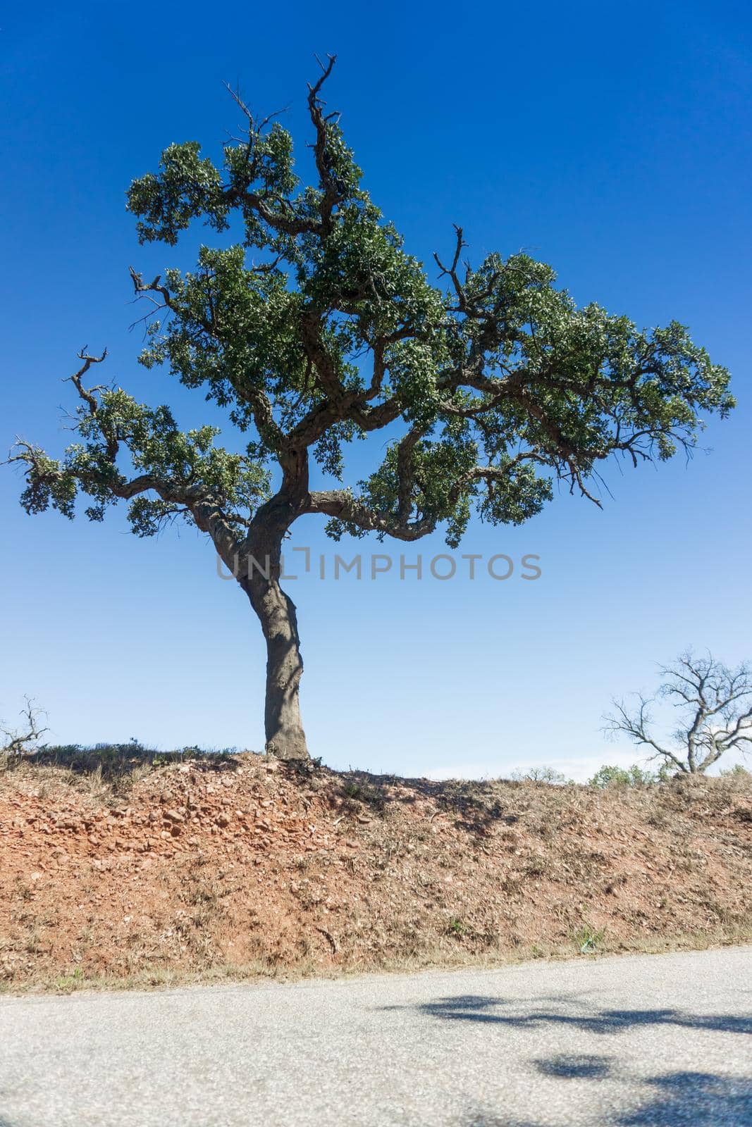 Lone cork oak tree on the side of the road on a sunny day