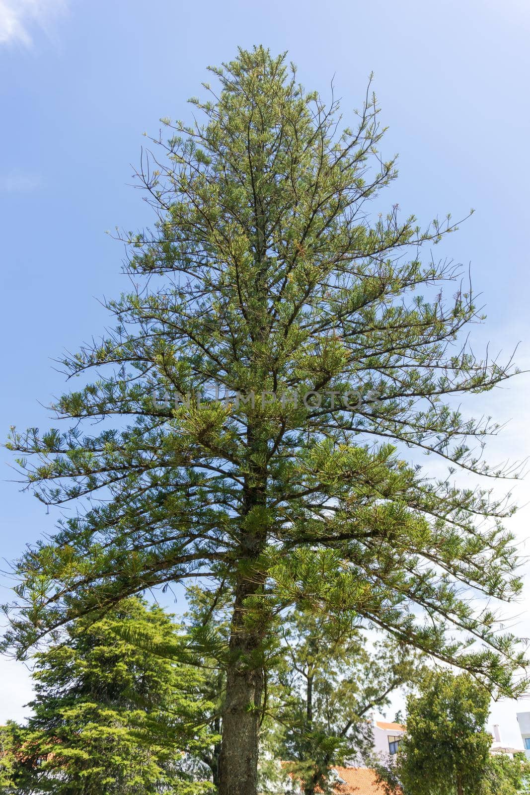 Large beautiful larch tree in a city park on a sunny day