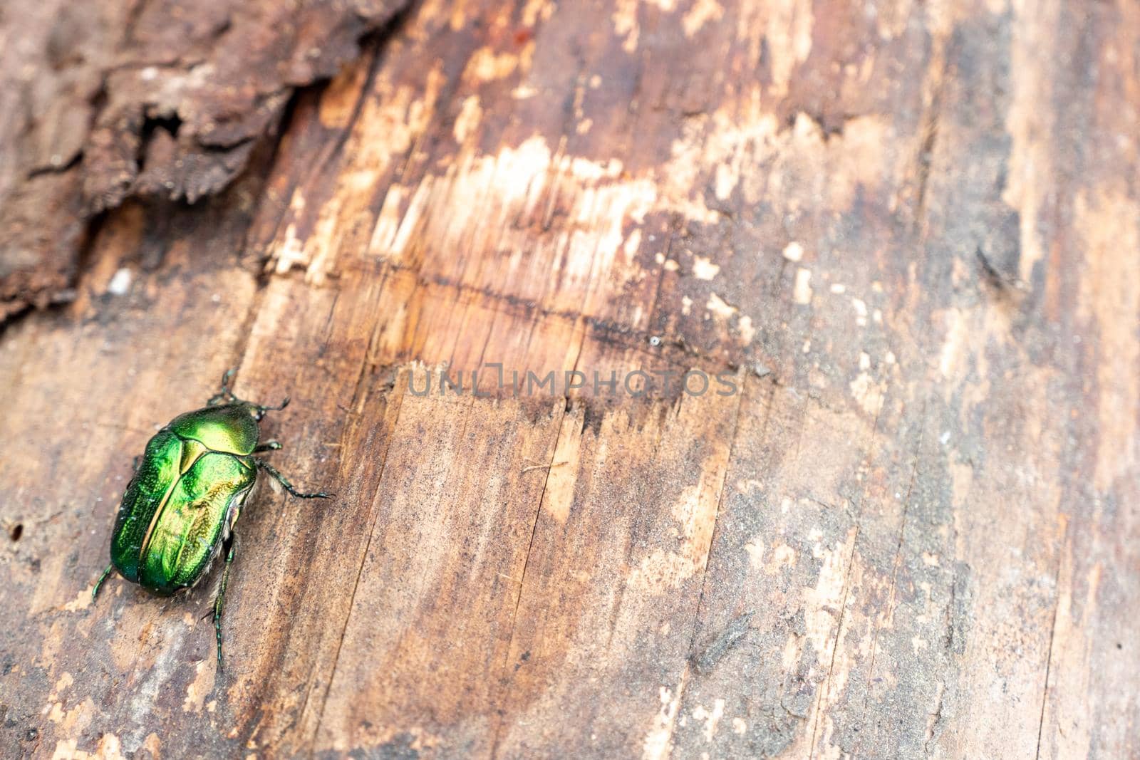 Shiny green june bug on wood background. Chafer Beetle On A stump with copy space