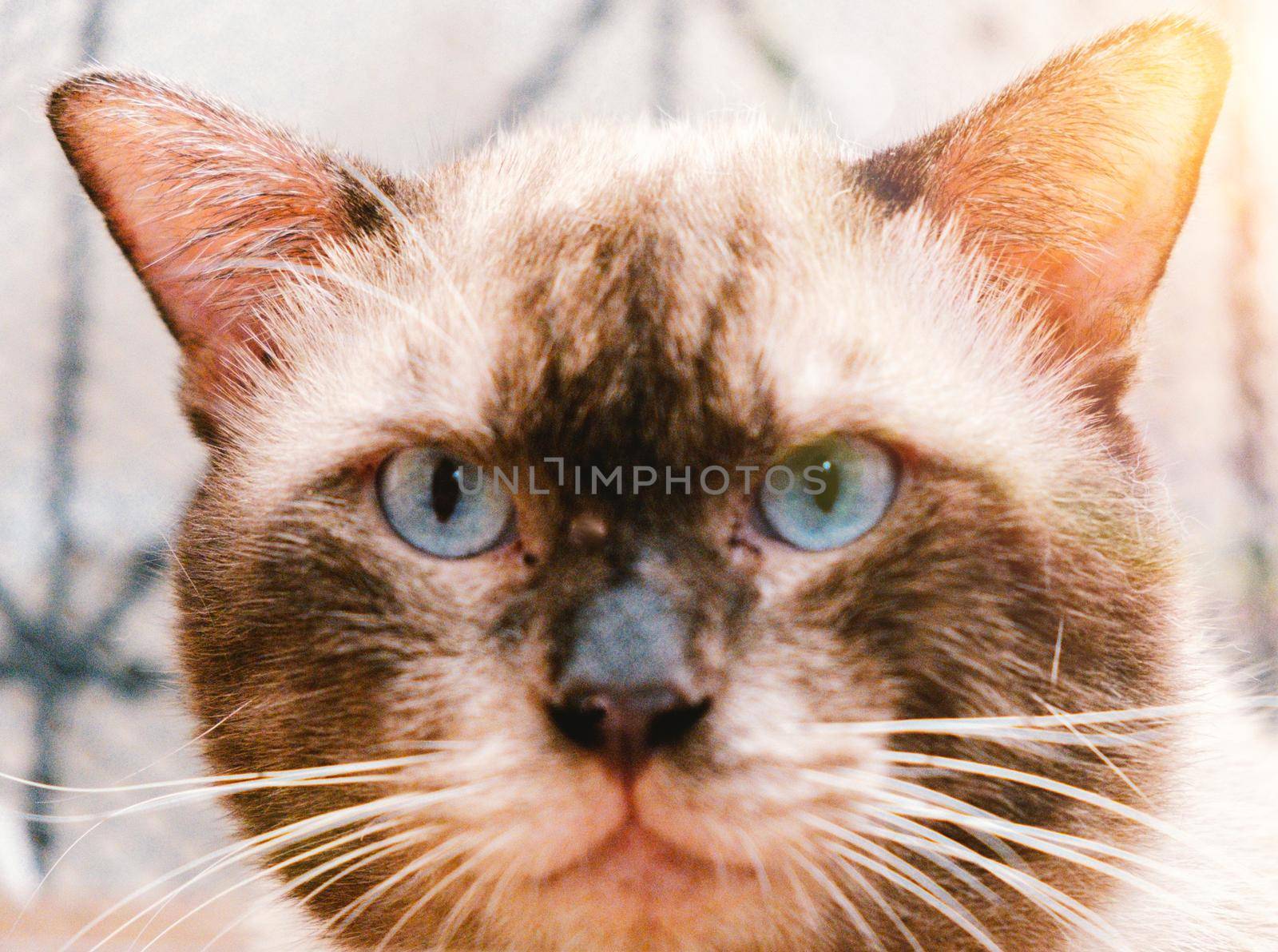 Portrait of Siamese cat looking at camera brown fur and blue eye animal pet. by Petrichor