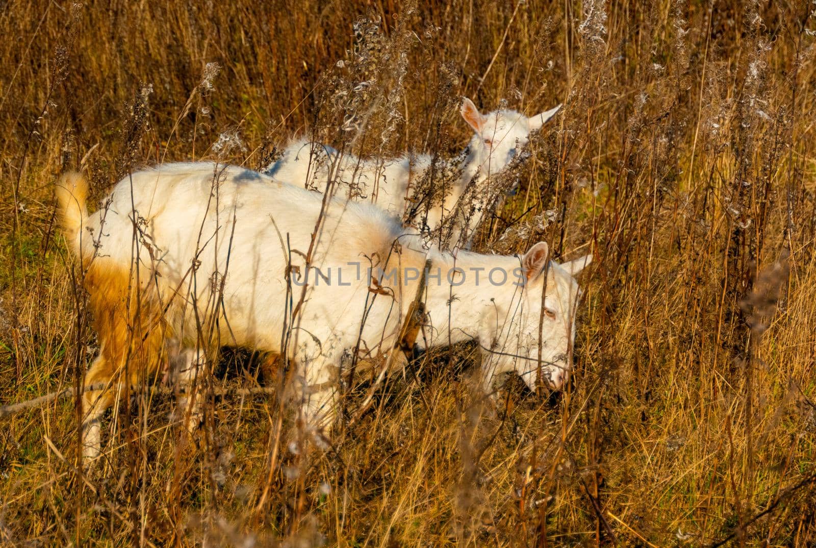 Goat eating withered grass, Livestock on a autmn pasture. A pair of white goats. Cattle on a village farm. High quality photo