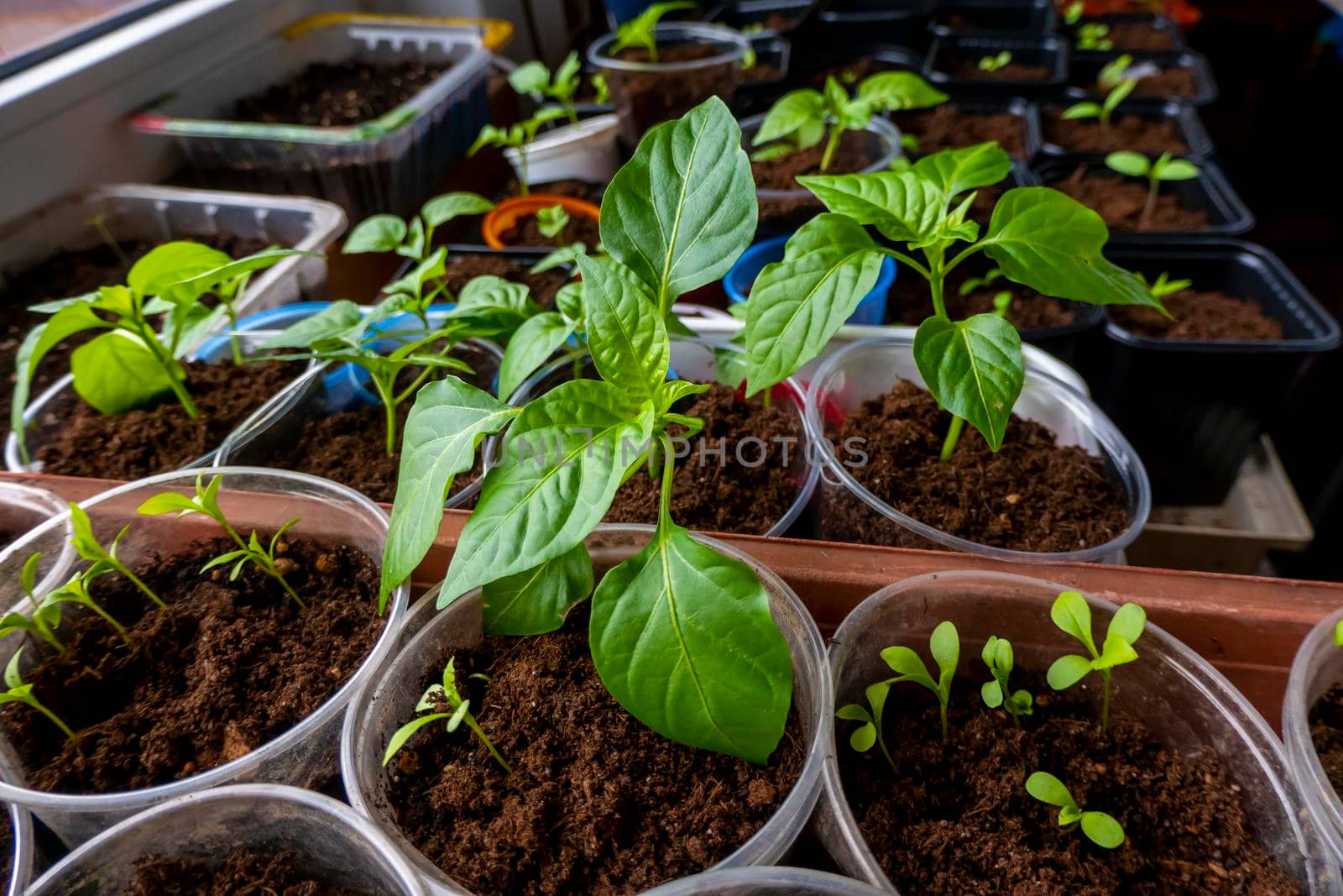 seedlings in peat pots. Baby plants seeding, black hole trays for agricultural seedlings. The spring planting. Early seedling, grown from seeds in boxes at home on the windowsill. High quality photo