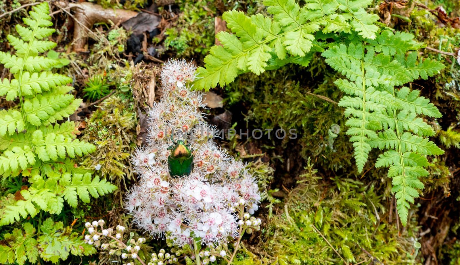 Rose chafer - Cetonia aurata - on flowers of Spirea bumalda. High quality photo