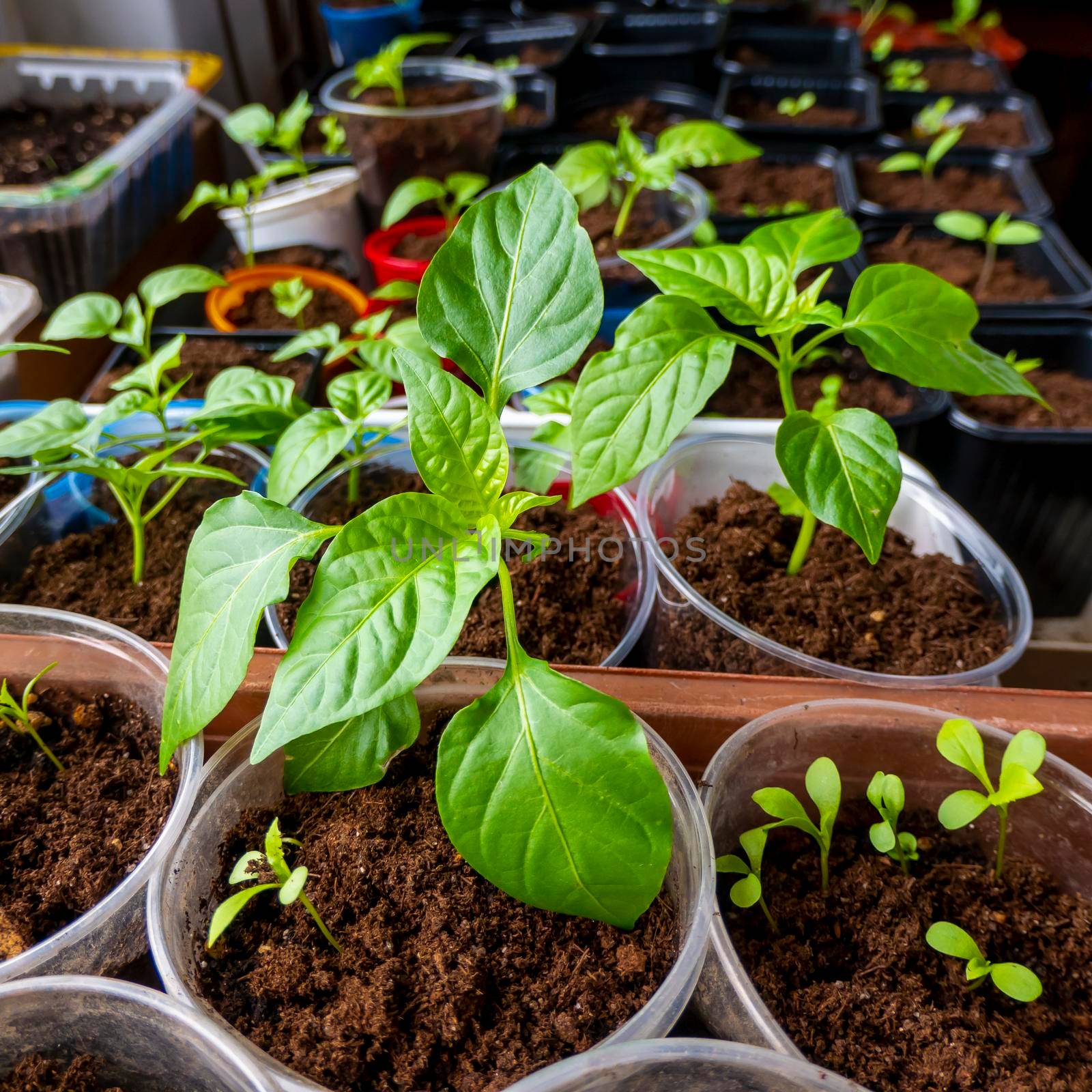 seedlings in pots. Baby plants seeding, black hole trays for agricultural seedlings. The spring planting. Early seedling, grown from seeds in boxes at home on the windowsill