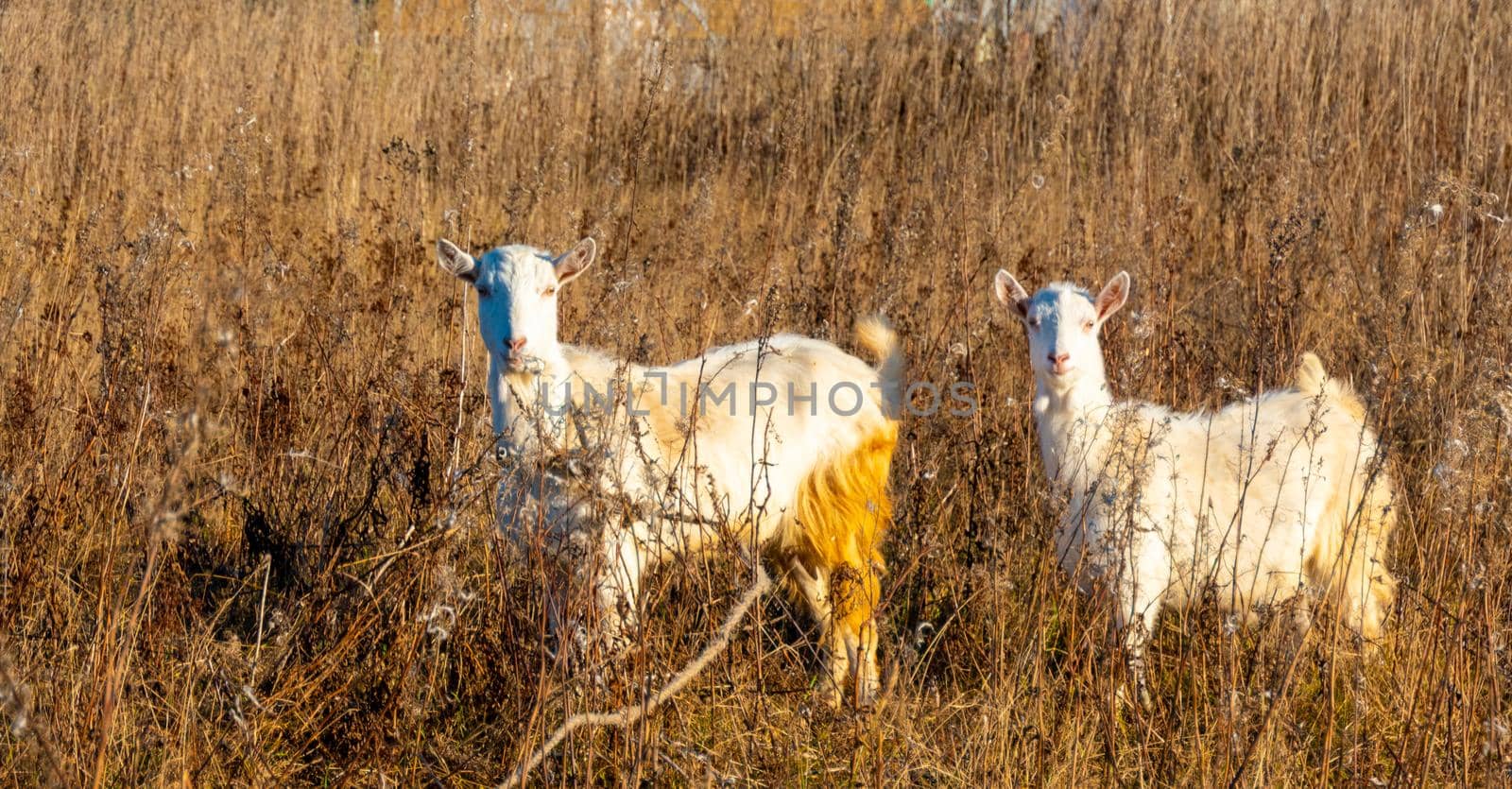 Goat eating withered grass, Livestock on a autmn pasture. A pair of white goats. Cattle on a village farm. High quality photo