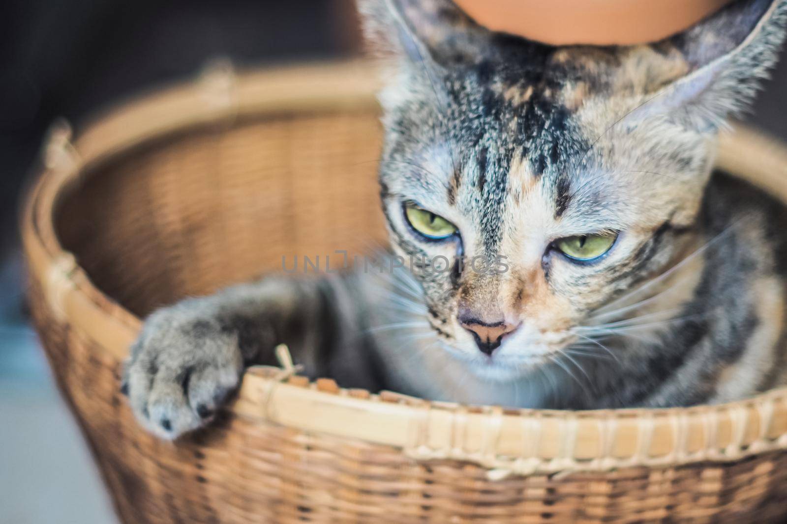 An angry gray and brown tabby cat in woven basket by Petrichor