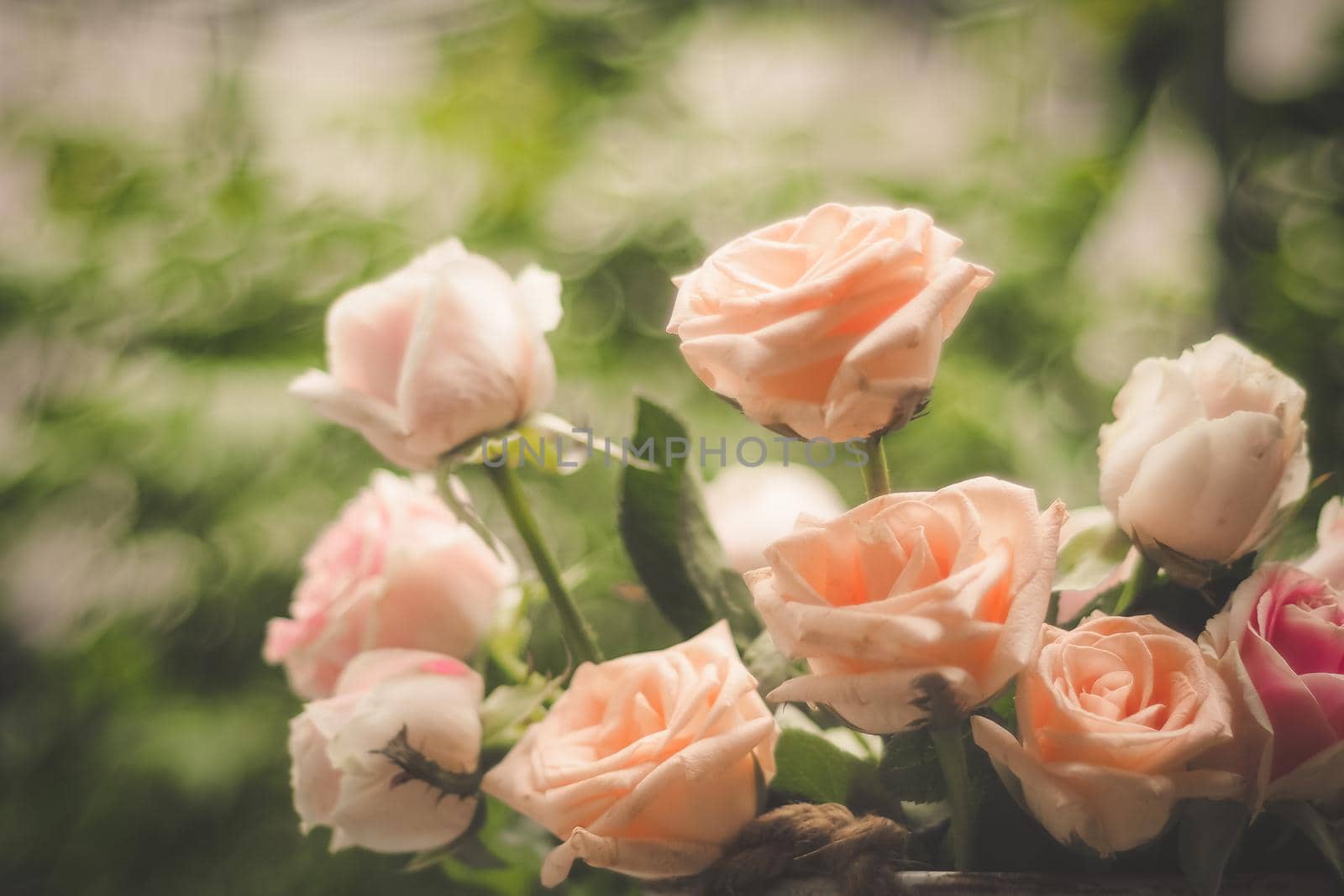 Rose blooming in summer garden. Pink roses flowers growing outdoors by Petrichor