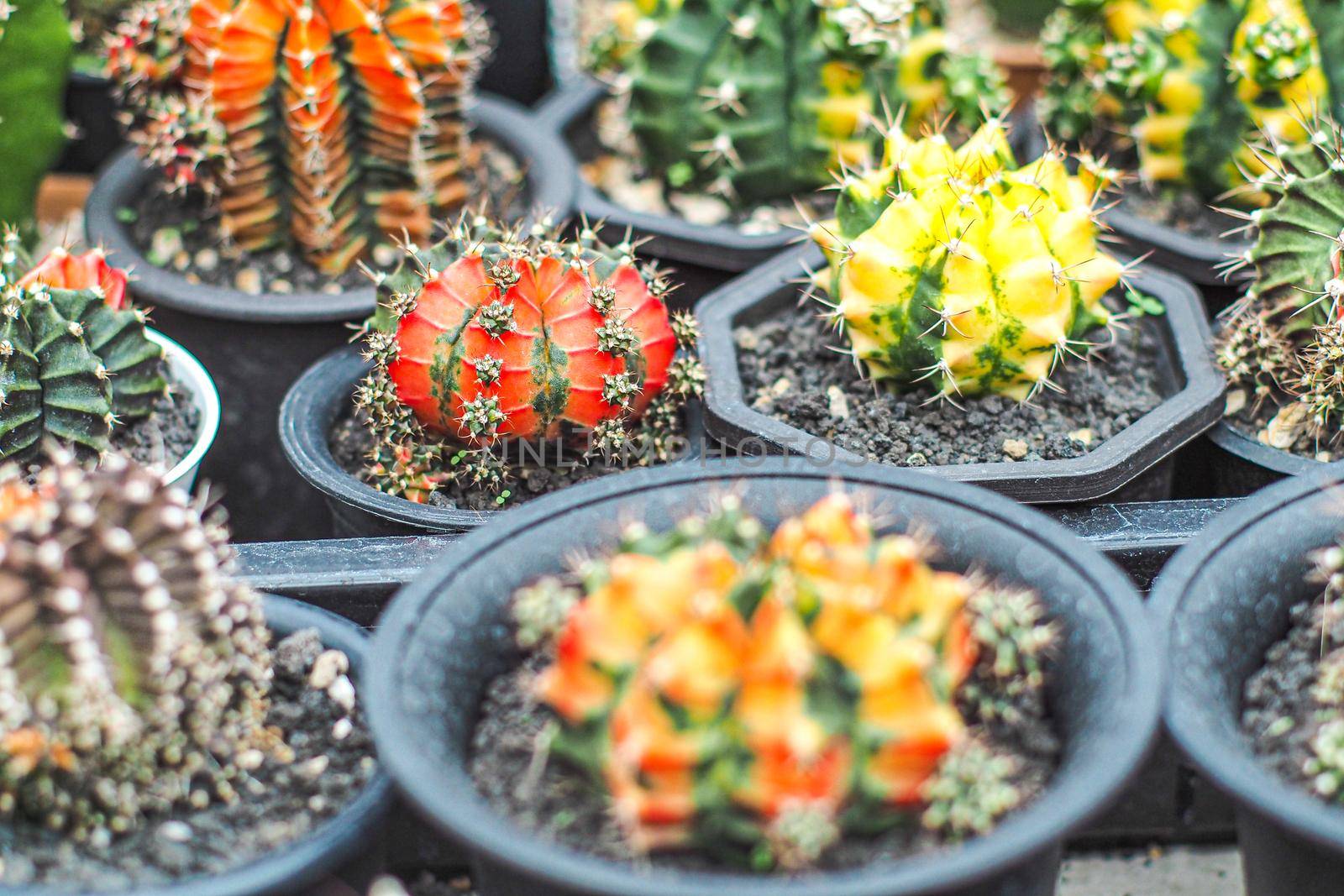 Gorgeous colorful succulent cacti botany nature houseplant farm garden decorate. by Petrichor
