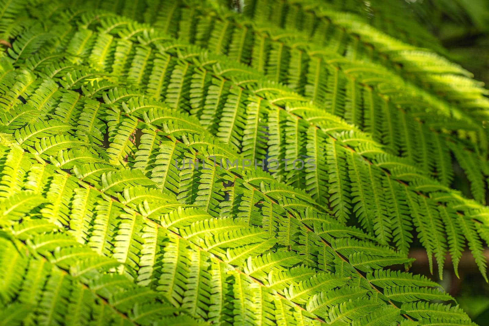 Fern leaves pattern nature background. Tropical green leaf plant texture. by Petrichor