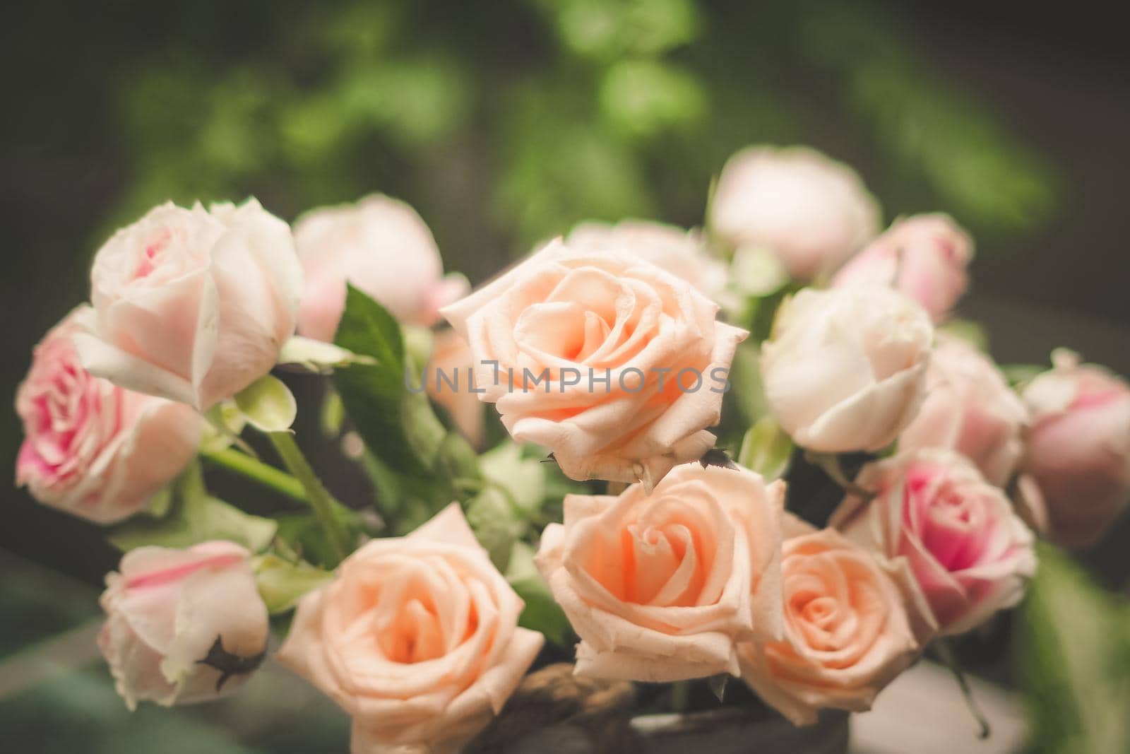 Rose blooming in summer garden. Pink roses flowers growing outdoors by Petrichor