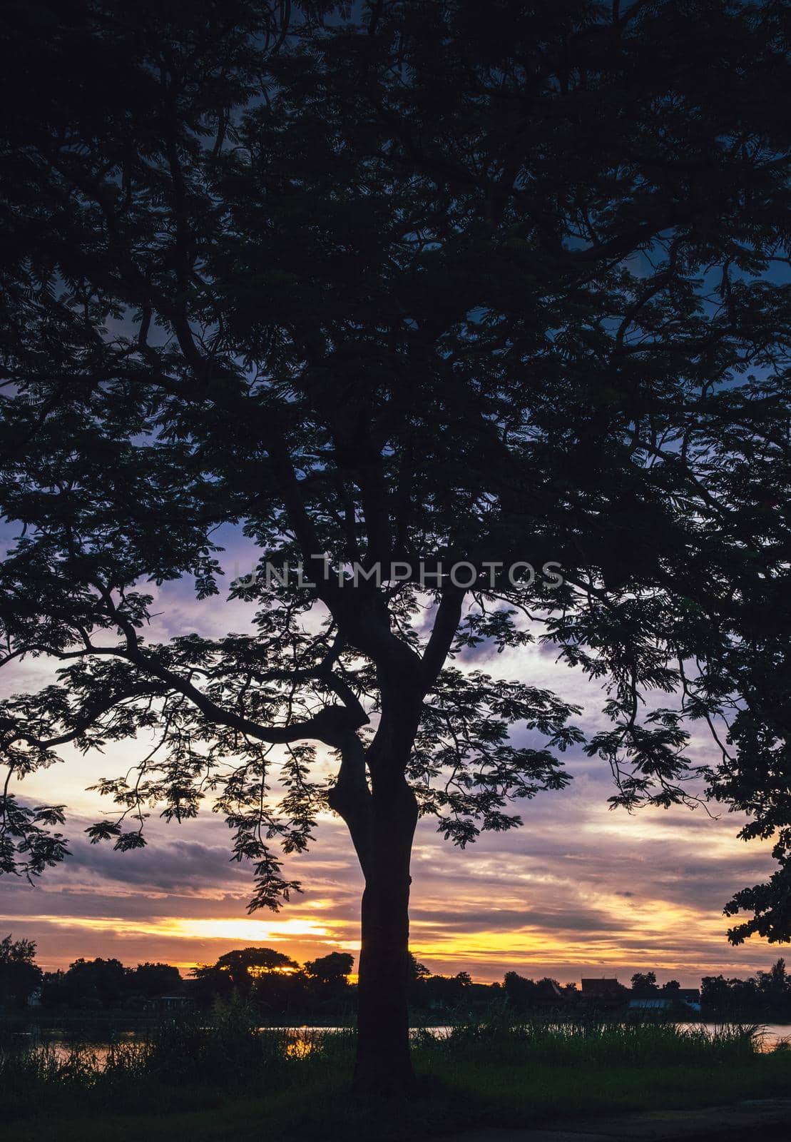 Tree silhouette at sunset next river lake beautiful nature landscape. by Petrichor