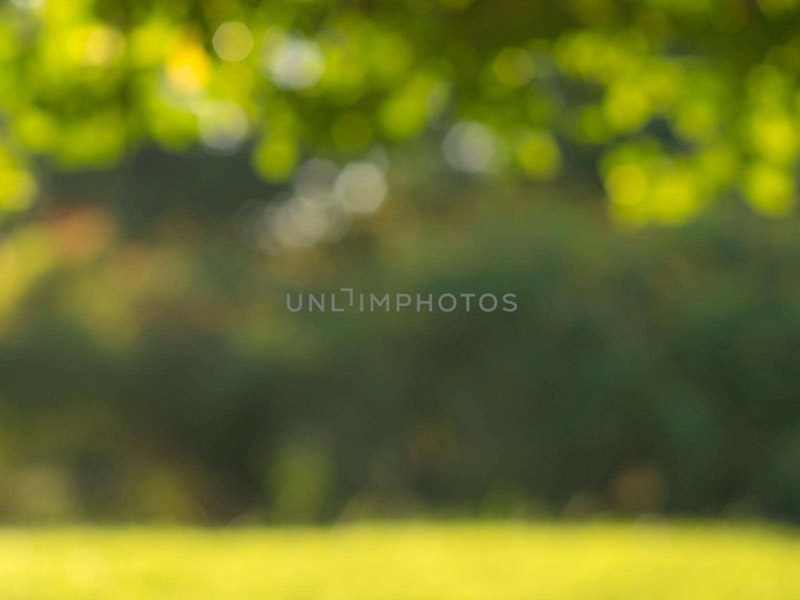 abstract blur image of green grass field foliage tree background in sunny summer background