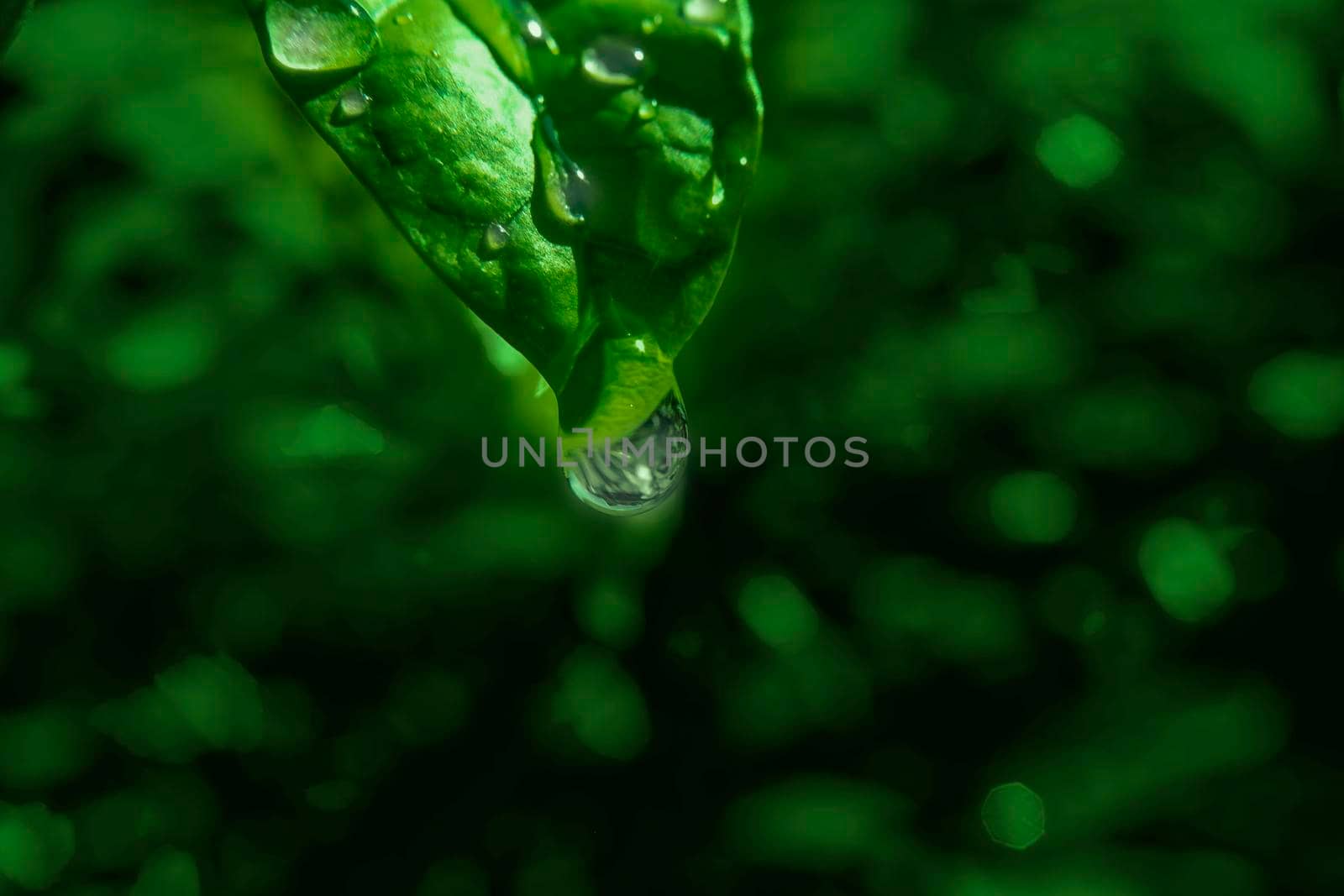 Close-up macro of Water drop on green leaf abstract nature background.