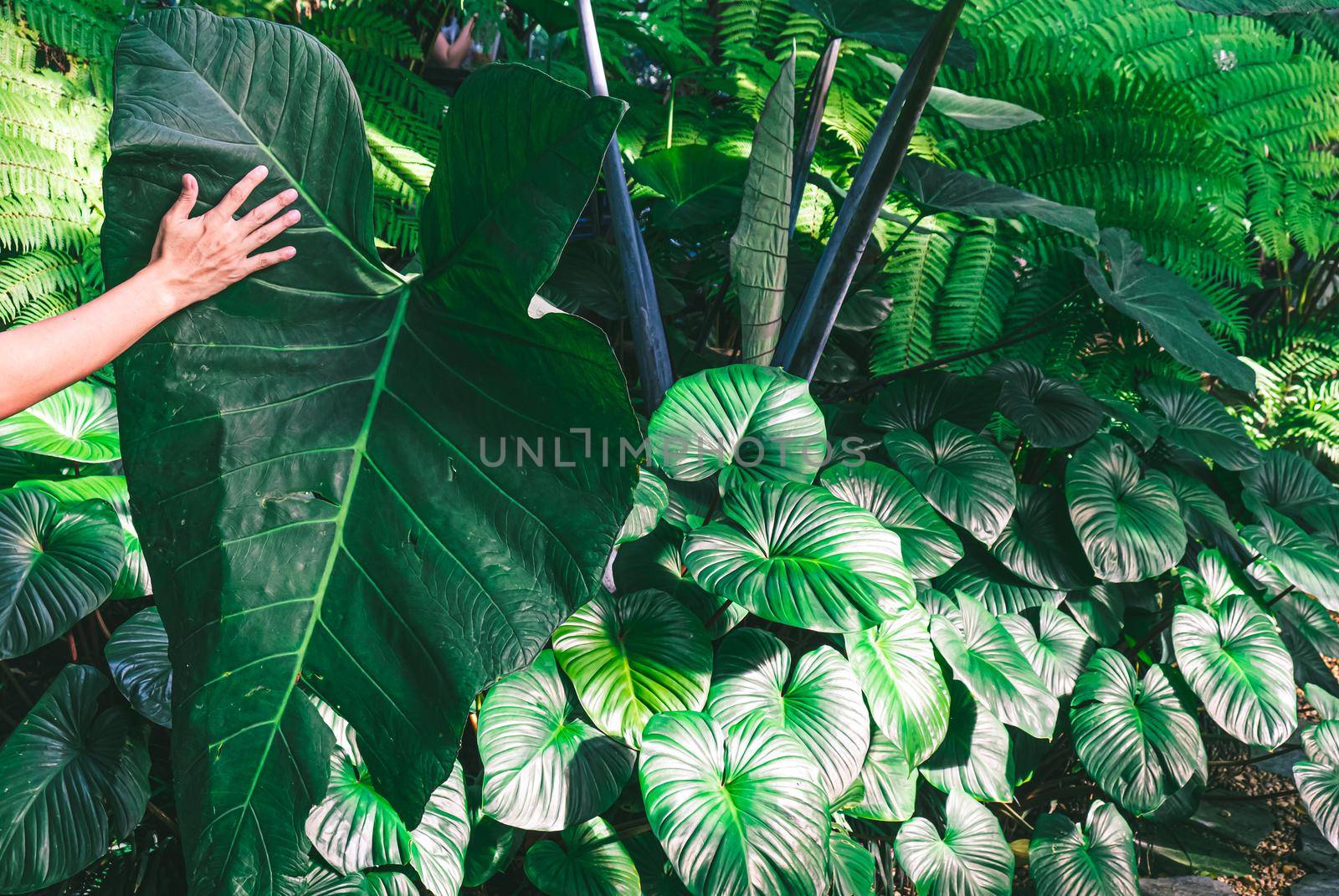 hand hold Alocasia macrorrhizos leaves of tropical plants, in the rain forest of Southeast Asia. Dark tone of Green tropical leaves palm, fern and ornamental plants backdrop background