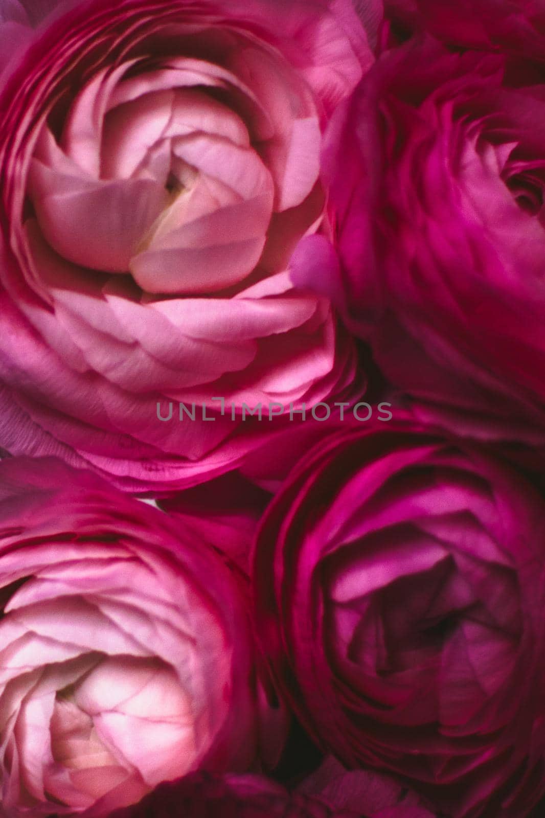 rose flowers close-up - wedding, holiday and floral background styled concept, elegant visuals
