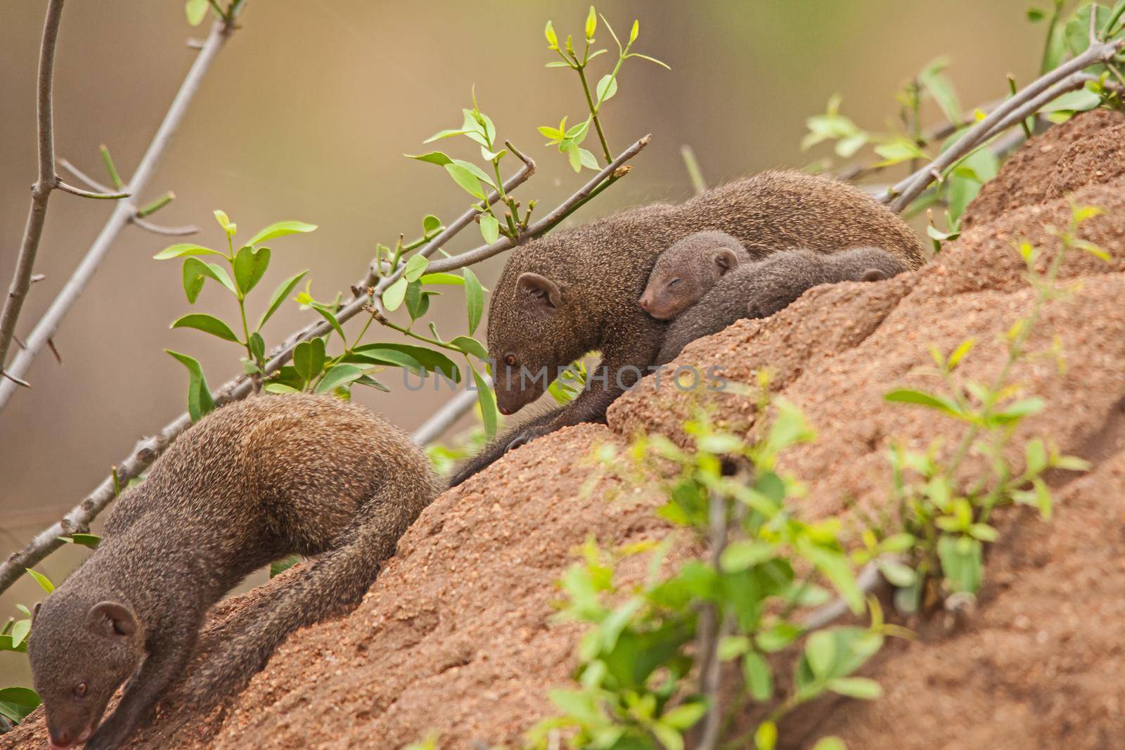 Dwarf Mongoose (Helogale parvula) mother with sleeping babies 13815 by kobus_peche