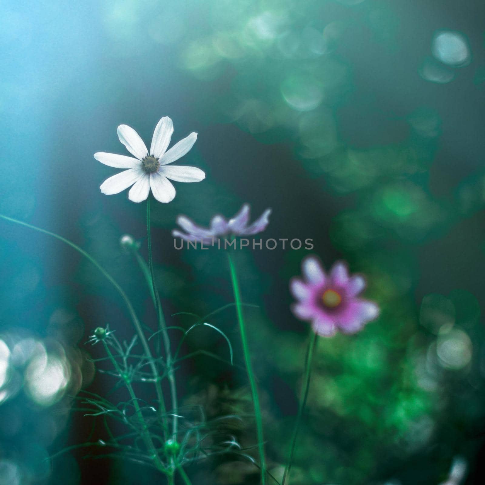 flower garden in the moonlight - nature and garden concept by Anneleven