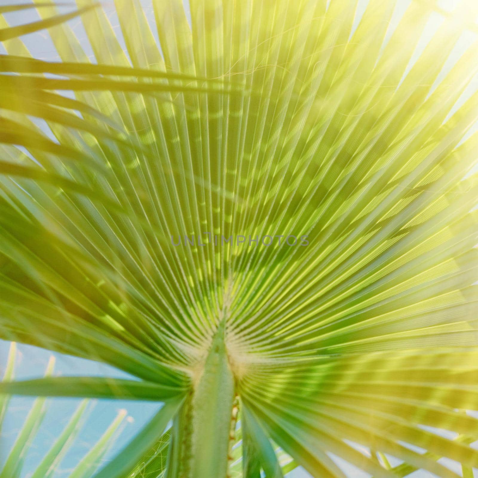 palm leaves in the sunlight - summertime backgrounds and vacations concept by Anneleven