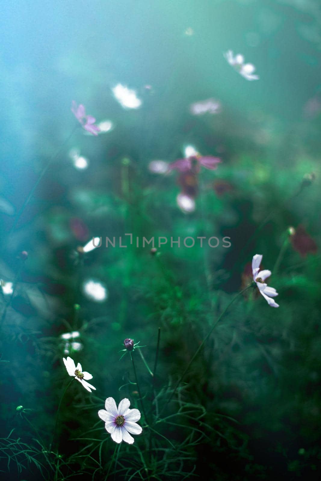 flower garden in the moonlight - nature and garden styled concept