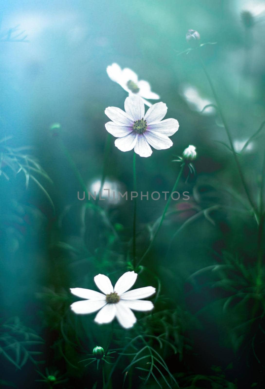 flower garden in the moonlight - nature and garden styled concept