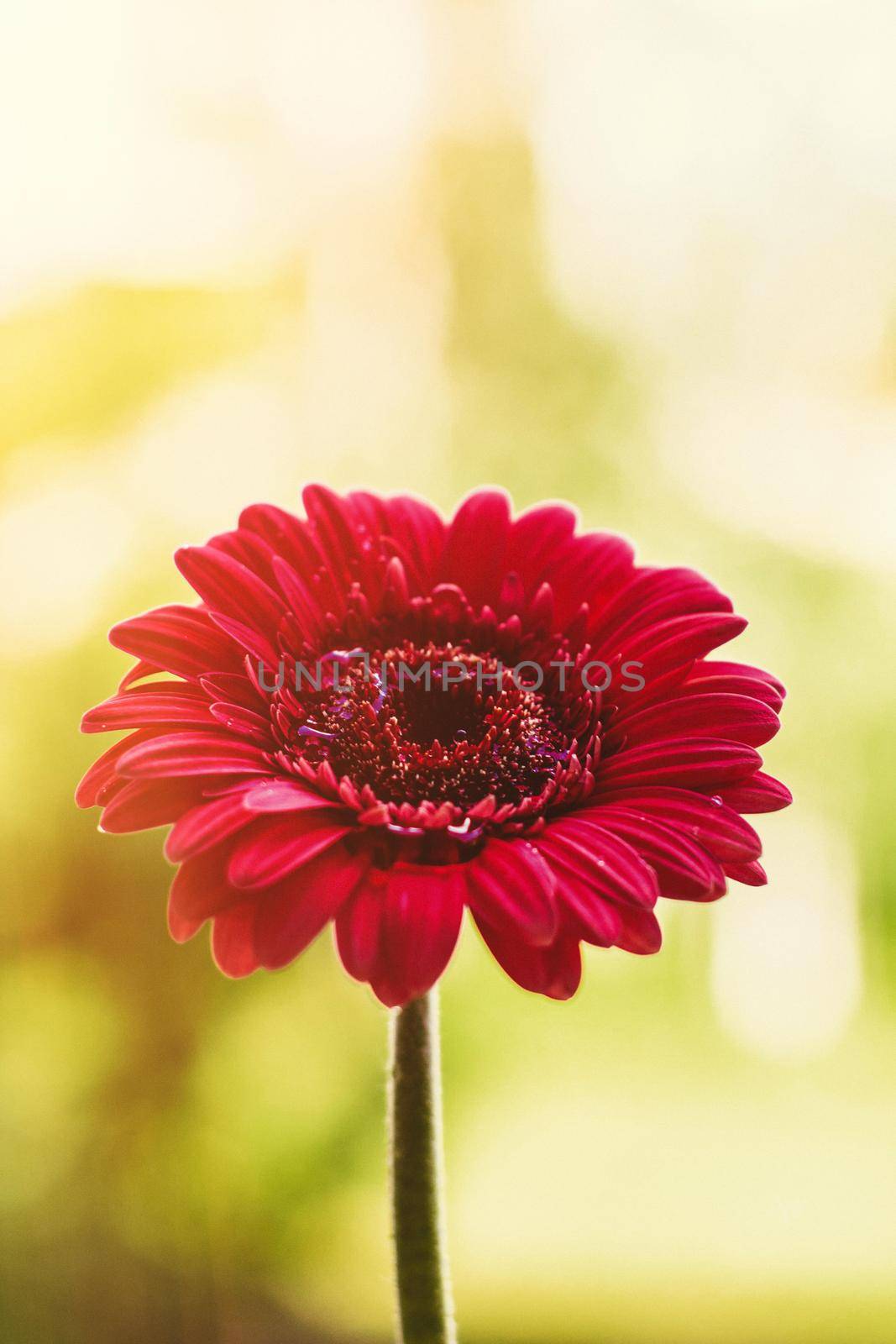 red flower and a sunny day - spring holidays and floral backgrounds styled concept