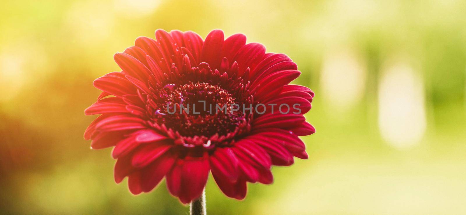 red flower and a sunny day - spring holidays and floral backgrounds styled concept