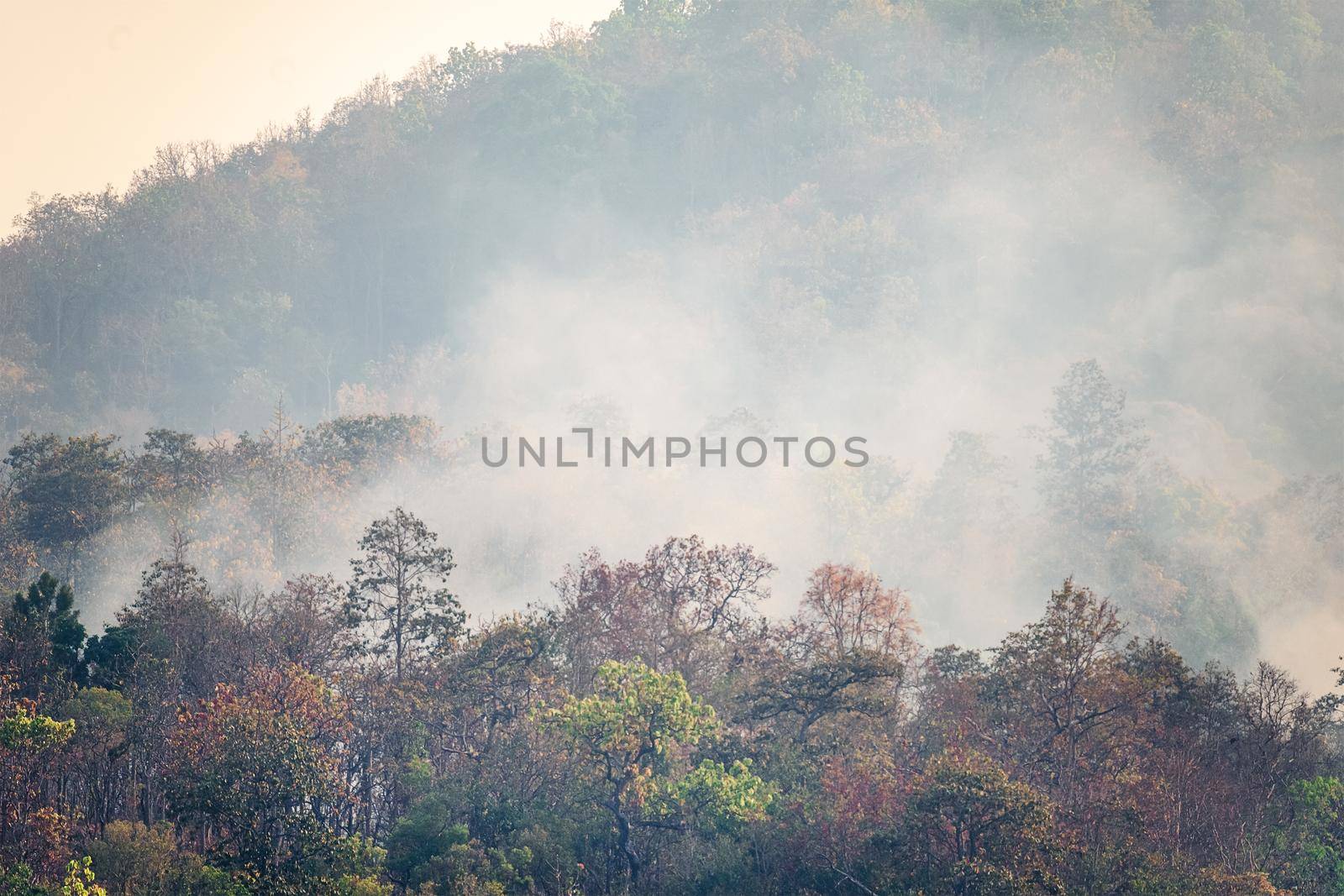 Destroyed by burning tropical forest ,Thailand by toa55