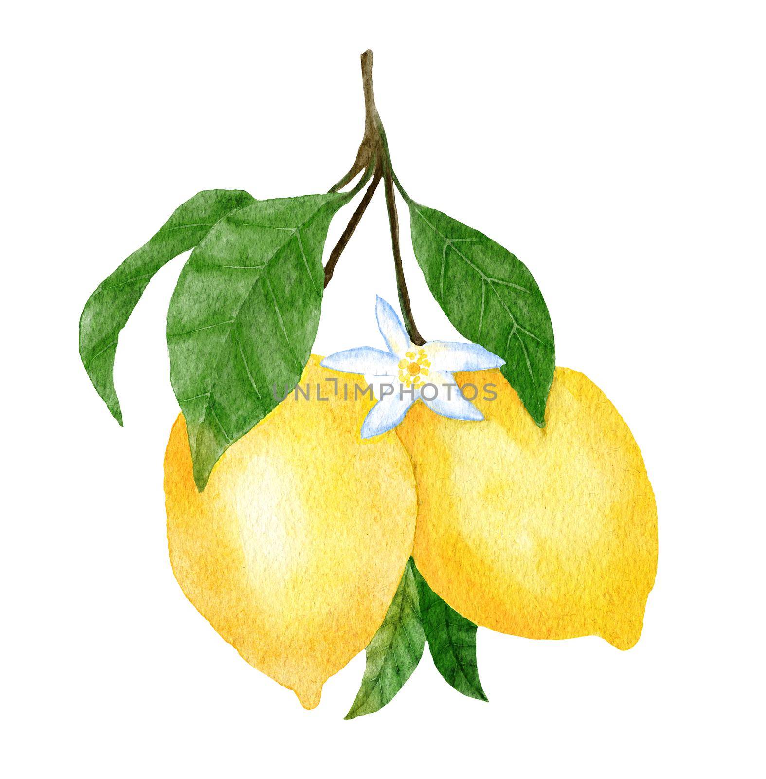 Watercolor hand drawn illustration with yellow ripe mediterranean lemons and green leaves. Summer fruit citrus clipart for wedding cards invitations, nature design