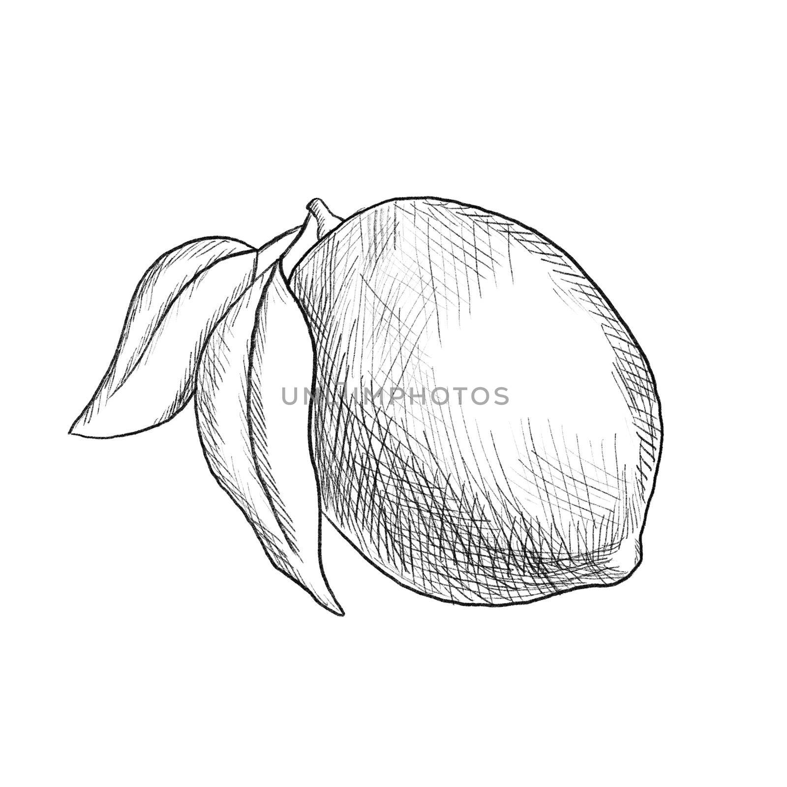Lemon sketch. Monochrome Illustration isolated on white. Citrus fruit with leaves