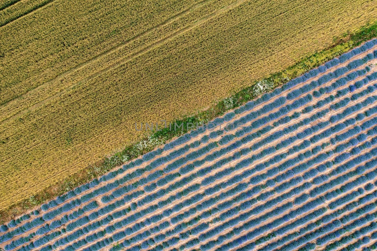 Aerial view of lavender and wheat field. Top view