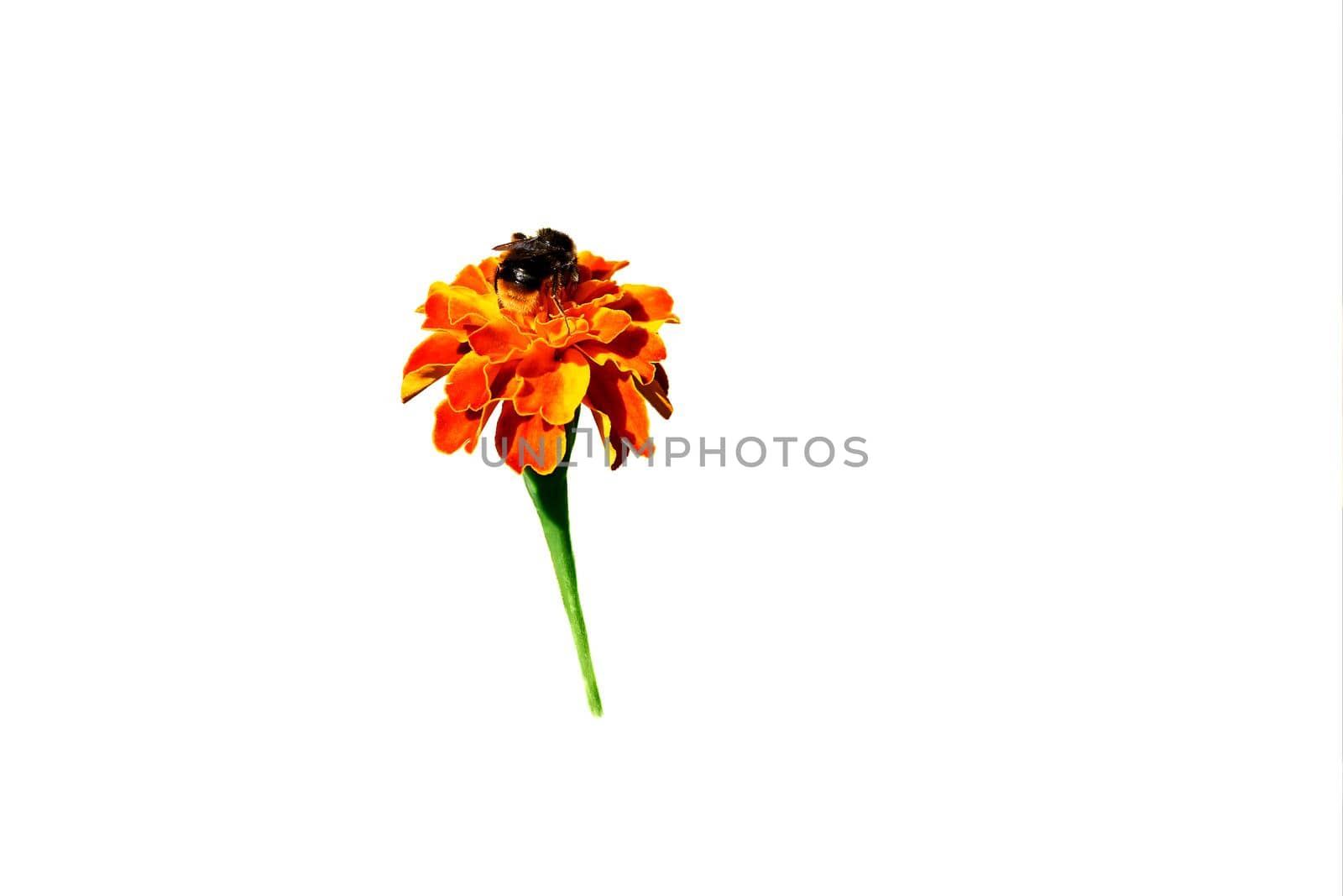 Orange flower tagetes with bumblebee isolated on white background by jovani68