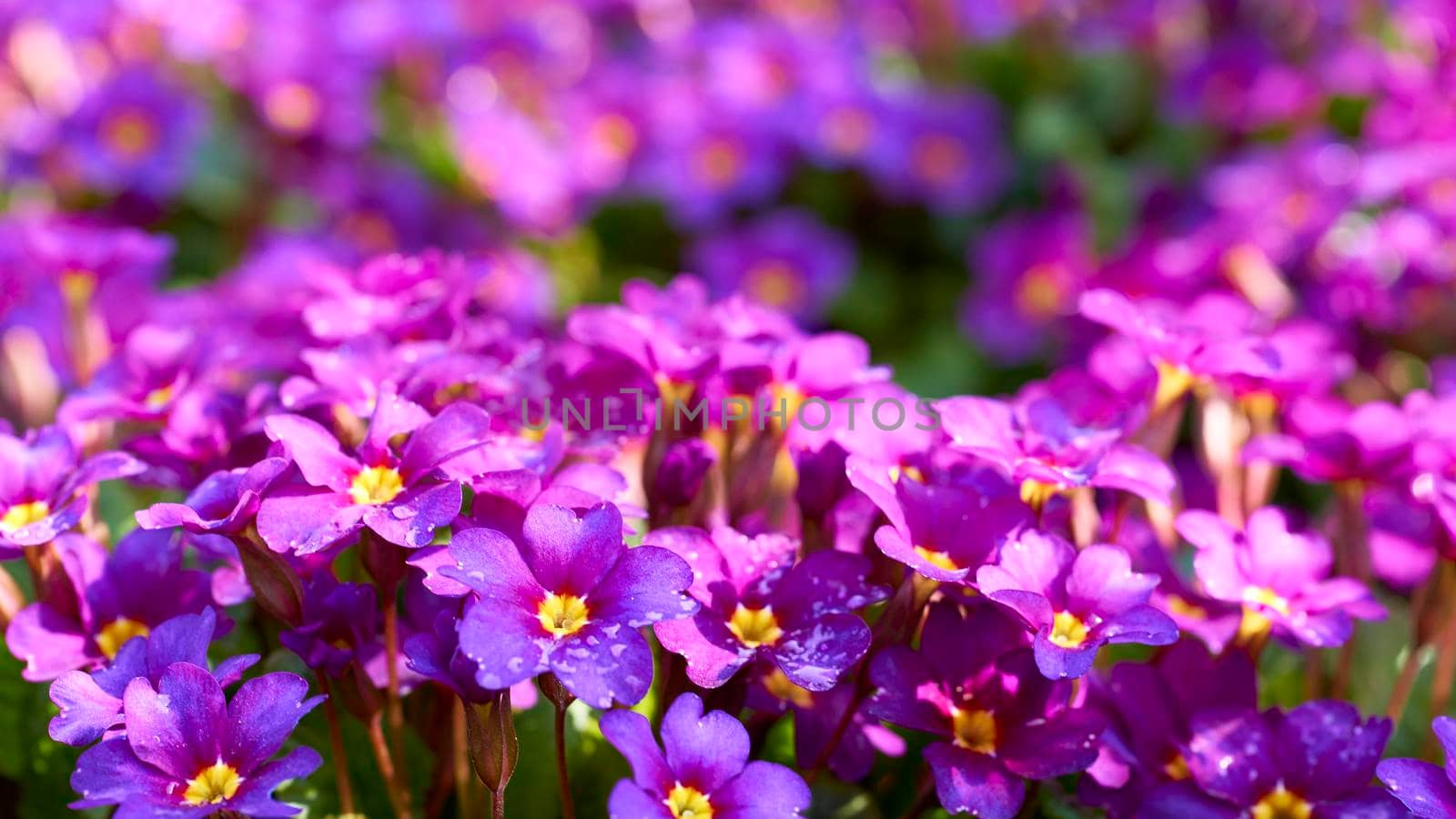 Delicate purple pink bright flowers on a warm summer day by jovani68