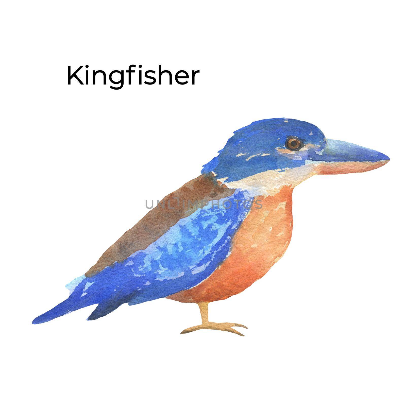 Australian bird kingfisher watercolor illustration isolated on white background. by ElenaPlatova